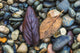 Leaves on shore rocks at Cape May National Seashore poster print.