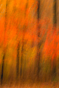 Belleplain State Forest Abstract Art Print by Jay O'Brien showcasing autumn colors.