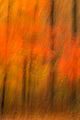 Belleplain State Forest Abstract Art Print by Jay O'Brien showcasing autumn colors.