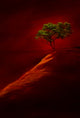 Red Rock State Park Abstract Poster Print featuring a lone tree at sunset.