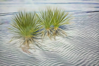 Agaves in White Sands National Monument poster print