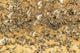 Mallard ducks flock flying over Bosque Del Apache National Wildlife Refuge poster print