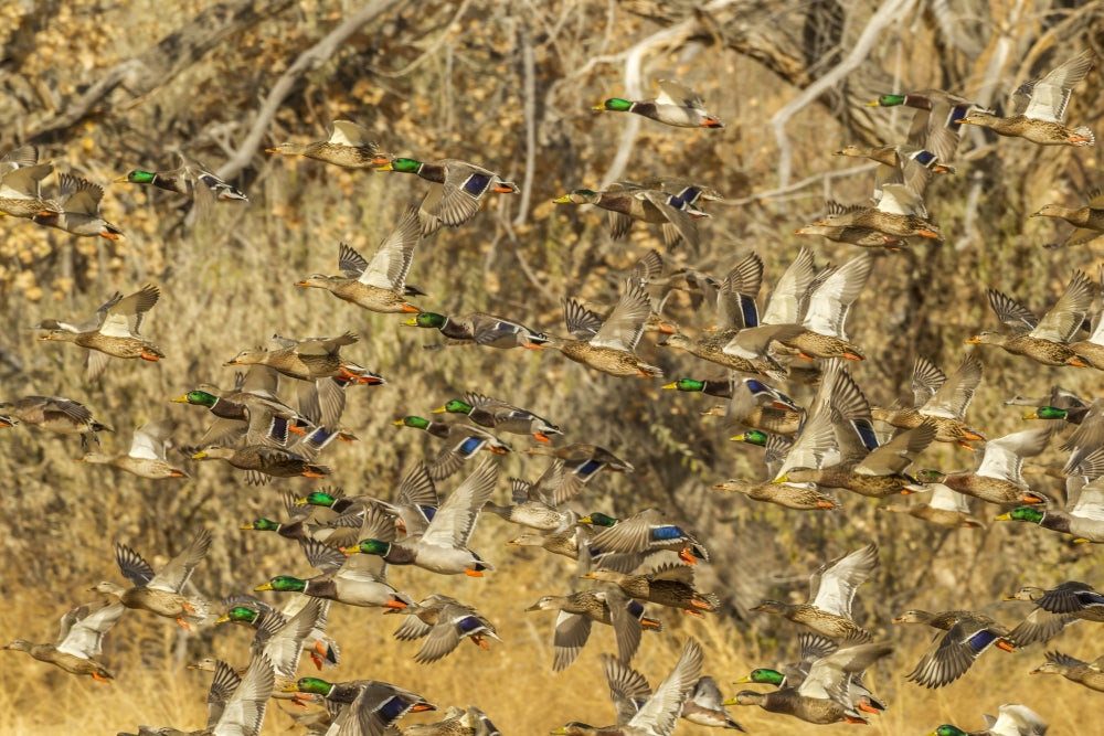 Mallard ducks flock flying over Bosque Del Apache National Wildlife Refuge poster print.