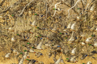 Mallard ducks flock flying over Bosque Del Apache National Wildlife Refuge poster print.