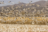 Snow geese landing in a corn field at Bosque Del Apache National Wildlife Refuge poster print.