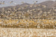 Snow geese landing in a corn field at Bosque Del Apache National Wildlife Refuge poster print.