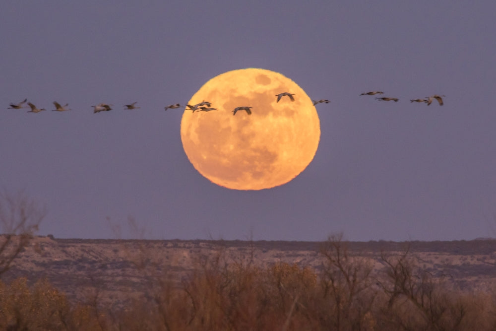 Bosque del Apache National Wildlife Refuge Full Moon and Sandhill Cranes Poster Print