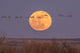 Bosque del Apache National Wildlife Refuge Full Moon and Sandhill Cranes Poster Print