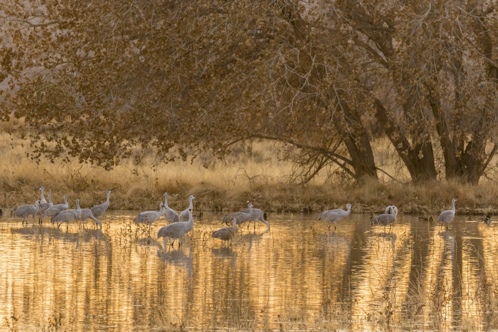 Sandhill cranes wading in water at sunset in Bosque del Apache National Wildlife Refuge poster print.