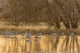 Sandhill cranes wading in water at sunset in Bosque del Apache National Wildlife Refuge poster print.