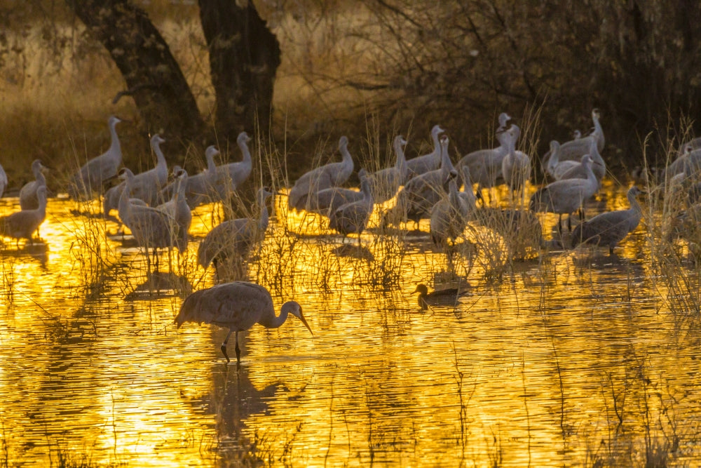 Sandhill cranes in water at sunset in Bosque del Apache National Wildlife Refuge poster print