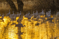 Sandhill cranes in water at sunset in Bosque del Apache National Wildlife Refuge poster print