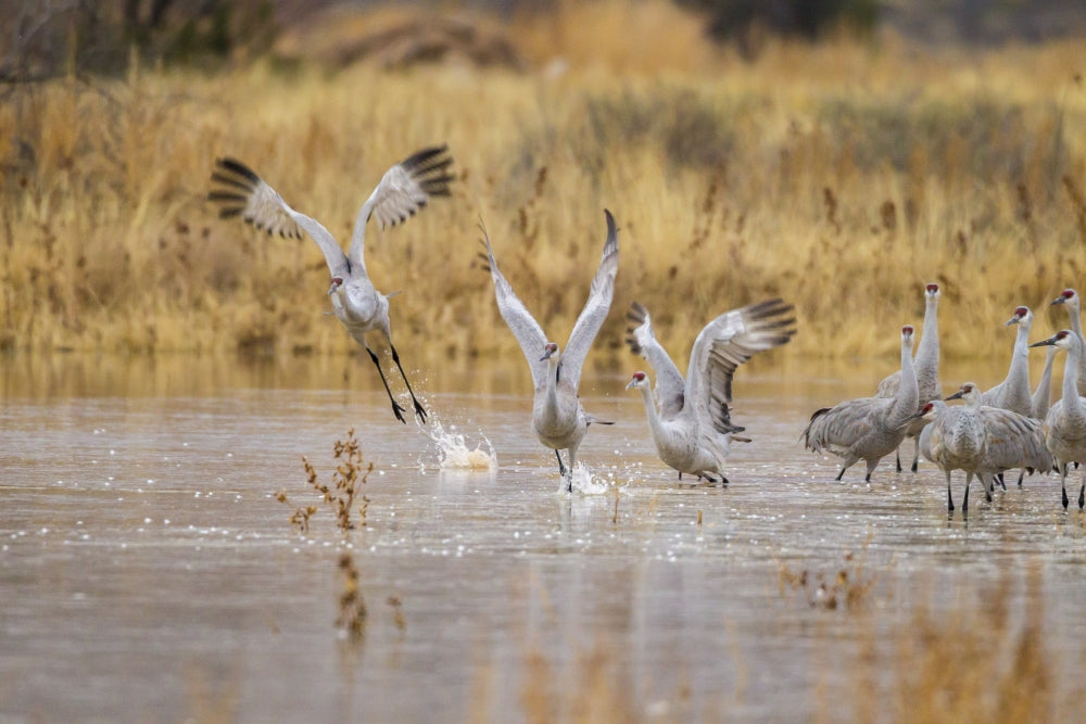 Sandhill Cranes Taking Flight at Bosque del Apache National Wildlife Refuge Poster Print