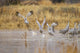 Sandhill Cranes Taking Flight at Bosque del Apache National Wildlife Refuge Poster Print