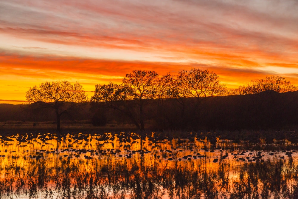 Sunset at Bosque del Apache National Wildlife Refuge poster print with bird flock in water.