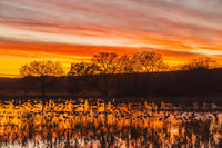 Sunset at Bosque del Apache National Wildlife Refuge poster print with bird flock in water.