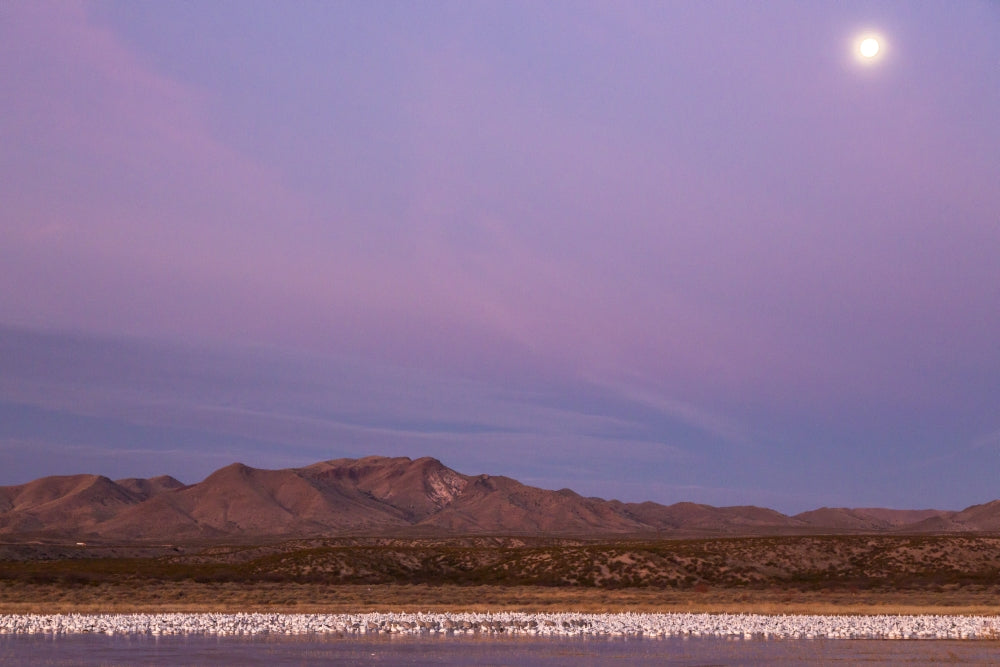 Bosque del Apache National Wildlife Refuge poster print featuring flying birds and a full moon at sunrise.