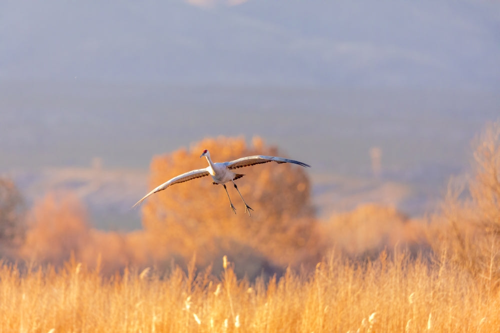 Sandhill cranes landing at Bosque del Apache Wildlife Refuge poster print.