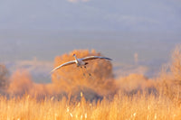 Sandhill cranes landing at Bosque del Apache Wildlife Refuge poster print.