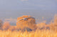 Sandhill cranes landing at Bosque del Apache Wildlife Refuge poster print.