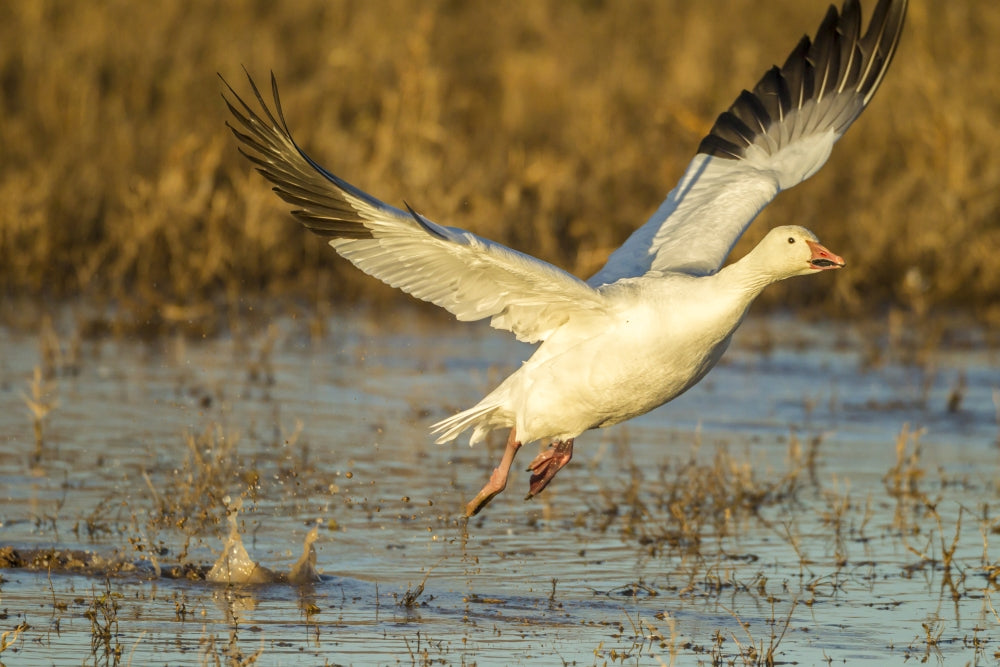 Snow Goose flying at Bosque Del Apache National Wildlife Refuge poster print
