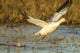 Snow Goose flying at Bosque Del Apache National Wildlife Refuge poster print