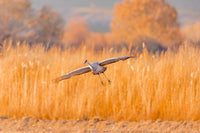 Sandhill Crane landing at Bosque del Apache Wildlife Refuge poster print by Jaynes Gallery.