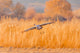 Sandhill Crane landing at Bosque del Apache Wildlife Refuge poster print by Jaynes Gallery.