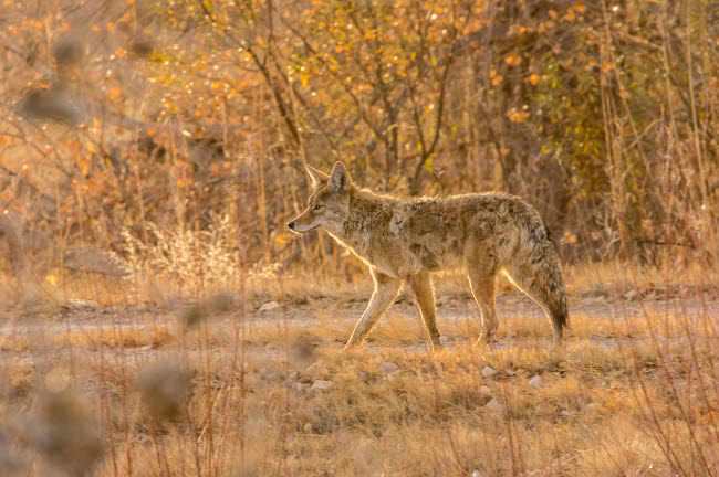 Coyote close-up poster print from Bosque del Apache National Wildlife Refuge
