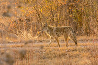 Coyote close-up poster print from Bosque del Apache National Wildlife Refuge