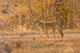 Coyote close-up poster print from Bosque del Apache National Wildlife Refuge