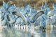 Sandhill Crane Wing Stretch poster print from Bosque del Apache National Wildlife Refuge.