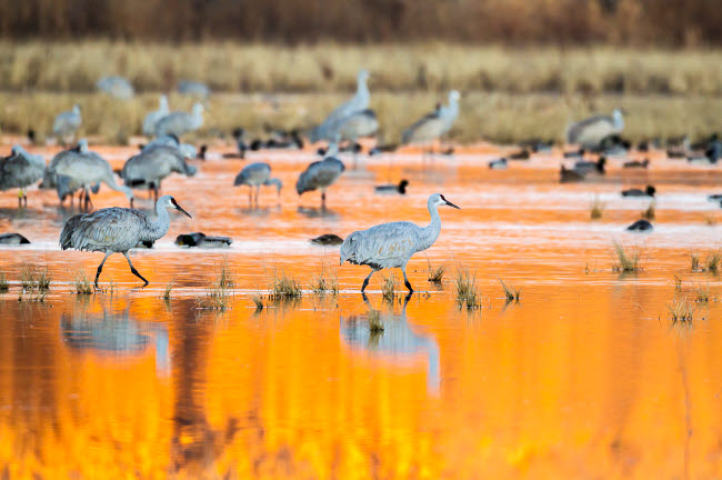 Sandhill cranes wading in water at sunrise at Bosque del Apache National Wildlife Refuge.