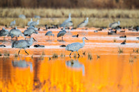 Sandhill cranes wading in water at sunrise at Bosque del Apache National Wildlife Refuge.