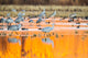 Sandhill cranes wading in water at sunrise at Bosque del Apache National Wildlife Refuge.