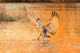 Sandhill crane landing in water at sunset at Bosque del Apache National Wildlife Refuge