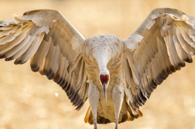 Close-up of sandhill crane landing at Bosque del Apache National Wildlife Refuge