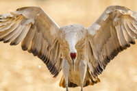 Close-up of sandhill crane landing at Bosque del Apache National Wildlife Refuge