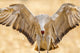 Close-up of sandhill crane landing at Bosque del Apache National Wildlife Refuge