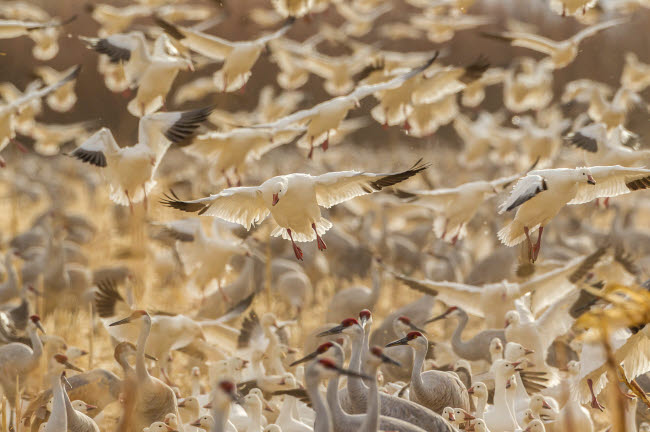 Snow Geese Landing at Bosque del Apache National Wildlife Refuge Poster Print