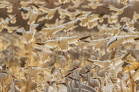 Snow Geese Landing at Bosque del Apache National Wildlife Refuge Poster Print