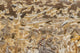 Snow Geese Landing at Bosque del Apache National Wildlife Refuge Poster Print