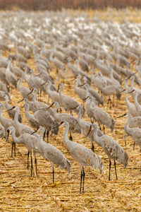 Sandhill Cranes feeding at Bosque del Apache National Wildlife Refuge Poster Print