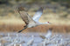 Sandhill crane flying over Bosque del Apache National Wildlife Refuge poster print