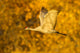 Sandhill crane flying over Bosque del Apache National Wildlife Refuge poster print.