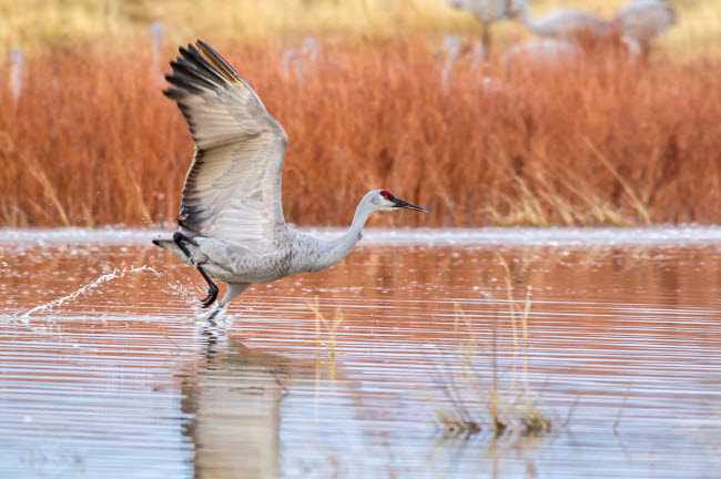 Sandhill crane flying over water at Bosque del Apache National Wildlife Refuge.