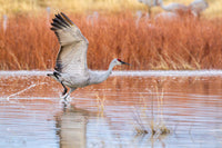 Sandhill crane flying over water at Bosque del Apache National Wildlife Refuge.