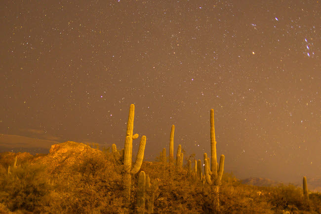 Saguaro cactus and starry night sky poster print from Sabino Canyon.