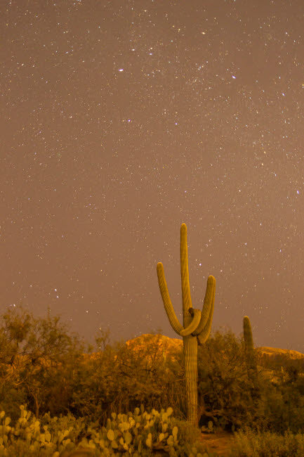 Sabino Canyon Saguaro Cactus and Stars at Night Poster Print