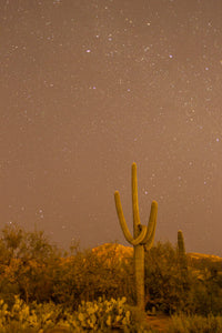 Sabino Canyon Saguaro Cactus and Stars at Night Poster Print